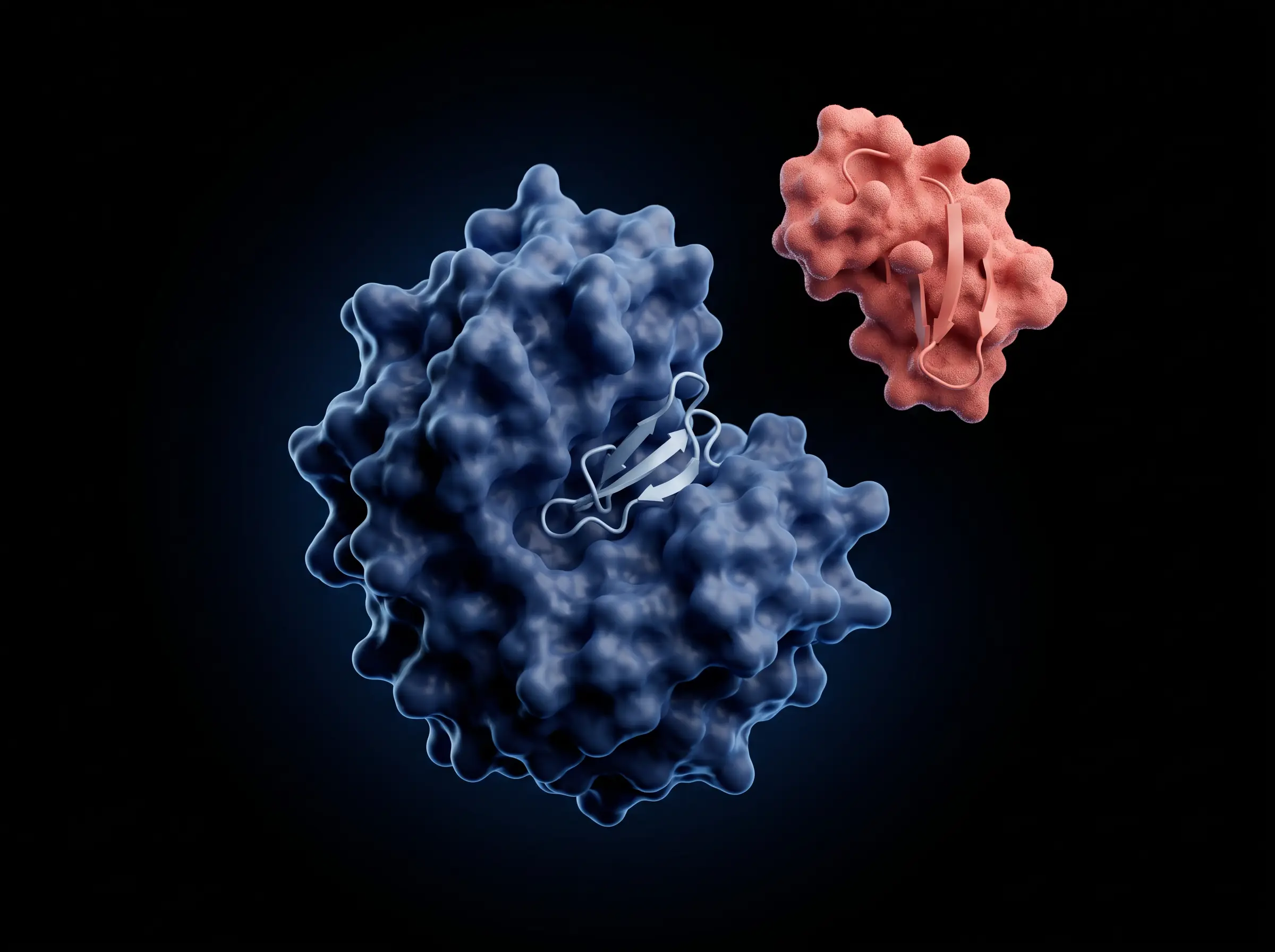 A peptide occupies a protein binding site while another molecular partner remains outside the occupied pocket.